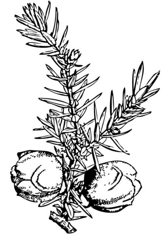 Juniper Branch Coloring Page